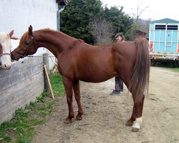 stallion Hamid El Masan ox (Arabian purebred, 1994, from Masan ox)