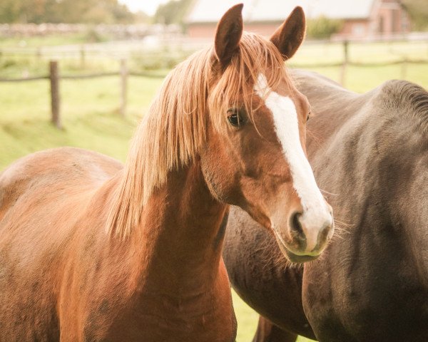 Pferd Newt Scamander (Deutsches Reitpony, 2021, von Neverland WE)