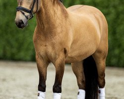 dressage horse Sulaatik's Vingino (New Forest Pony, 2009, from Sulaatik's Versace)