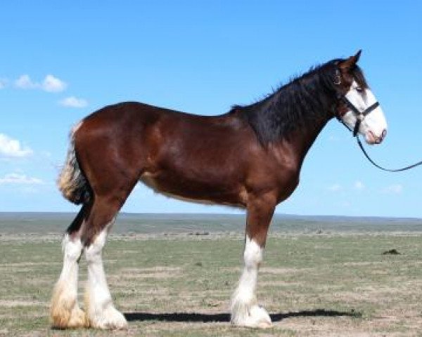 broodmare Rockin Mabel (Clydesdale, 2022, from H.M.H. Rockin Bentley)