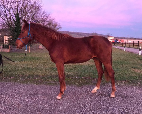 horse Dancing Vida Gold (Swiss Warmblood, 2022, from Von und Zu)