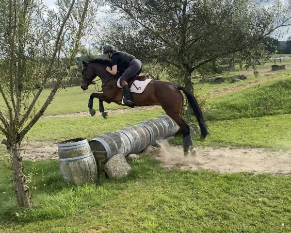broodmare Fantastique (Hanoverian, 2009, from Fidertanz)