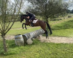 broodmare Fantastique (Hanoverian, 2009, from Fidertanz)