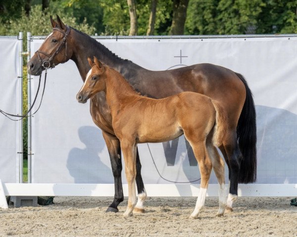 horse Stute von Meganus PS / Kallmar VDL (Westphalian, 2023, from Meganus PS)