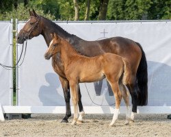 Pferd Stute von Meganus PS / Kallmar VDL (Westfale, 2023, von Meganus PS)