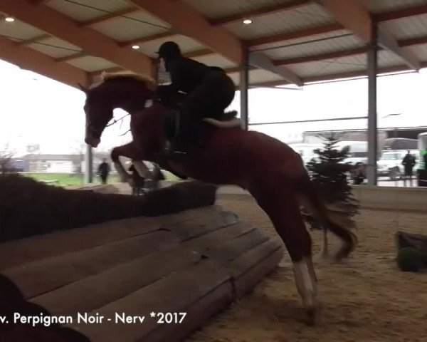 Video of Serbowmer