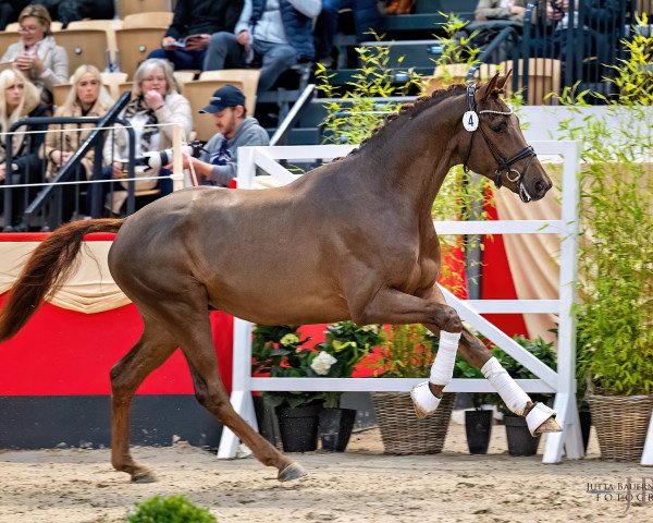stallion Wie Gold (Trakehner, 2021, from All Inclusive)