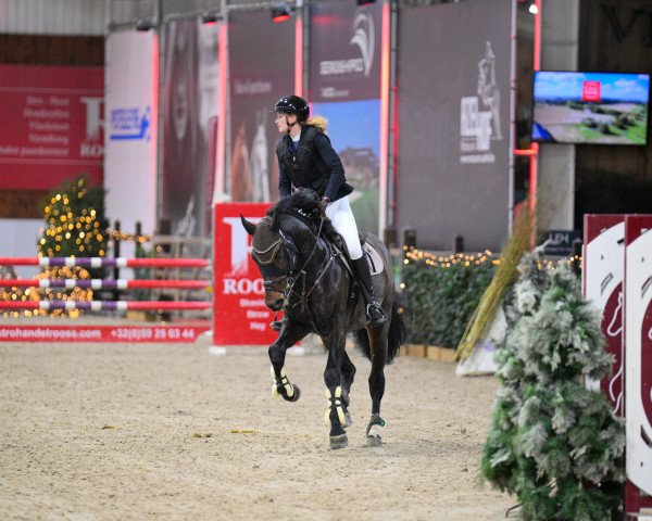 stallion Hauptkommissar (KWPN (Royal Dutch Sporthorse), 2017, from VDL Harley)