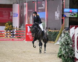 stallion Hauptkommissar (KWPN (Royal Dutch Sporthorse), 2017, from VDL Harley)