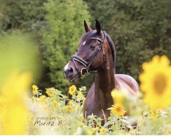 dressage horse Mitotero (unknown, 2008)