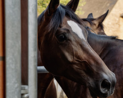 dressage horse Zauberfee 54 (Westphalian, 2018, from Zoom)