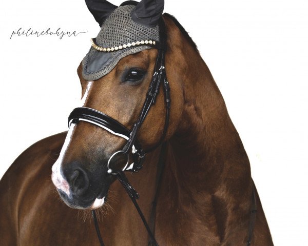 horse Iconic Impact V (KWPN (Royal Dutch Sporthorse), 2013, from Charmeur)