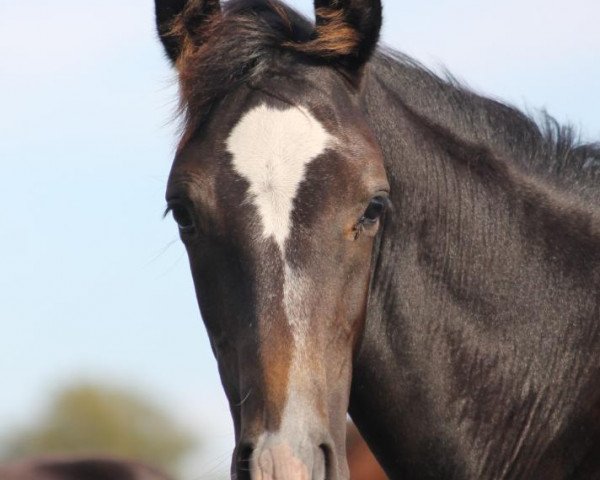 horse Carlista K (Hanoverian, 2022, from Cornet's Quaprice)