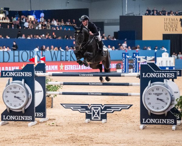 Springpferd Coolio 42 (Holsteiner, 2013, von Casalito)