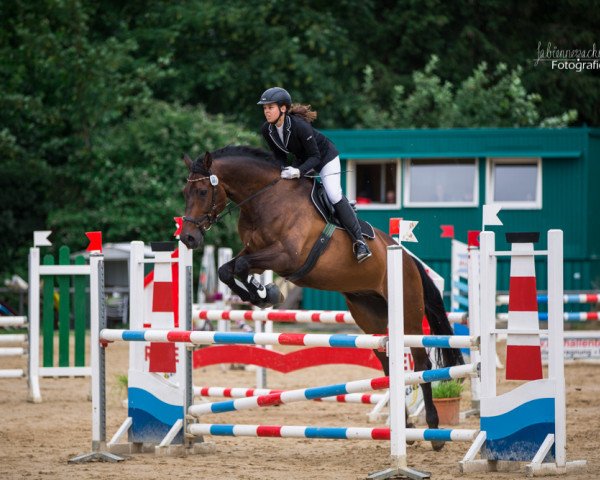 dressage horse A Baaco (Westphalian, 2002, from Laomedon)