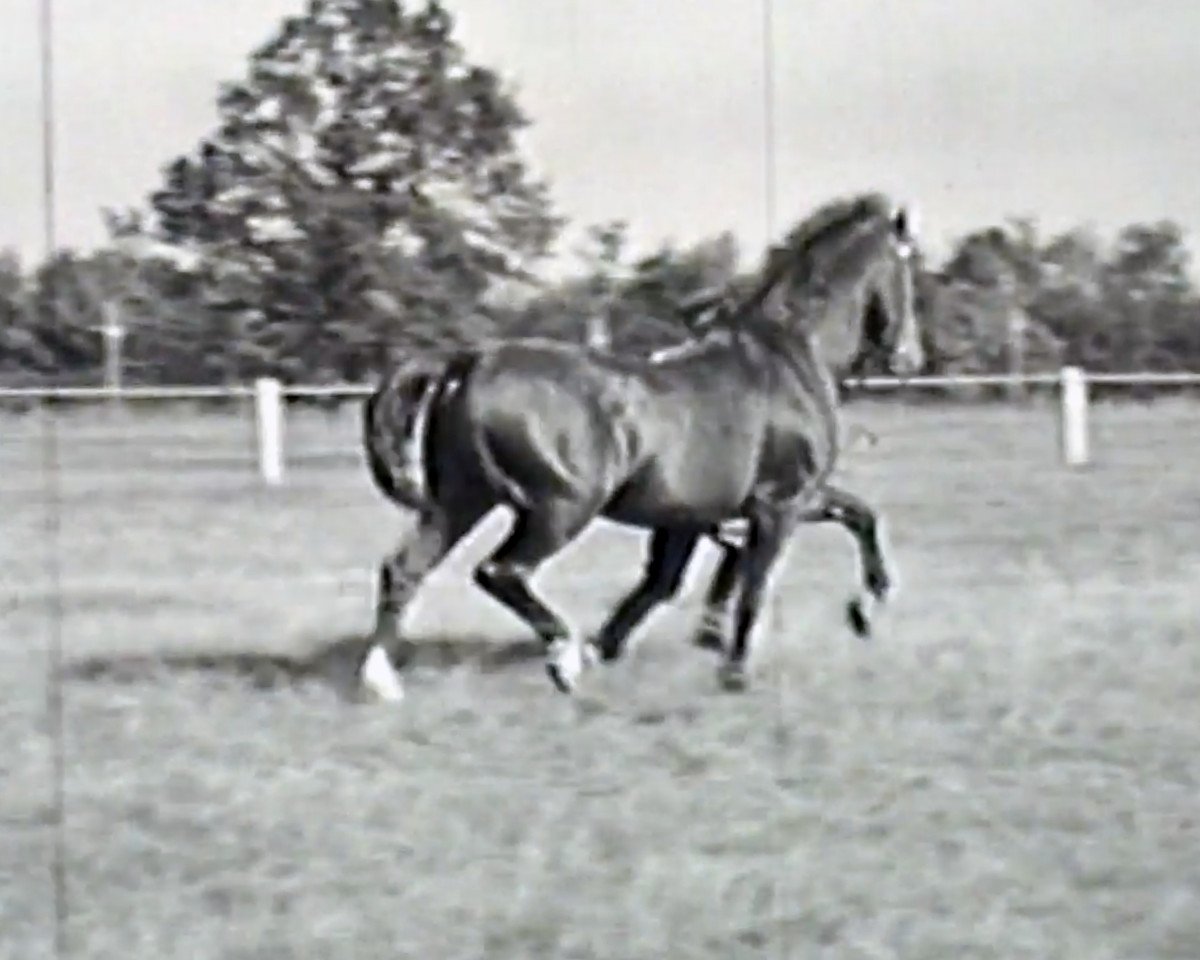 Deckhengst Lohgerber (Holsteiner, 1942, von Lohengrin)