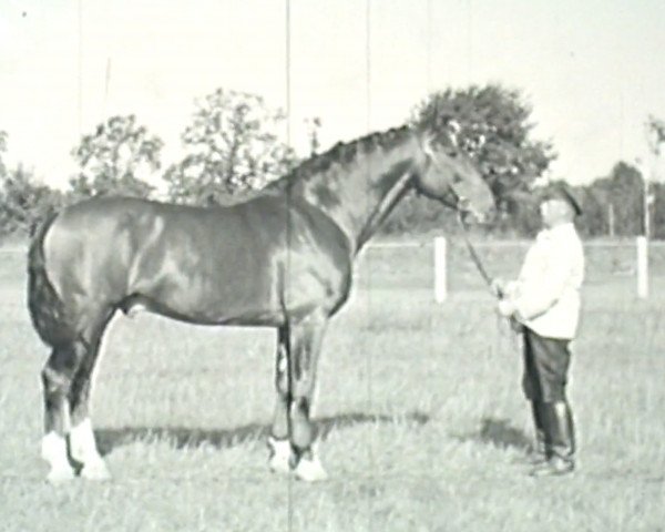 stallion Lossberg III (Holsteiner, 1946, from Loretto)