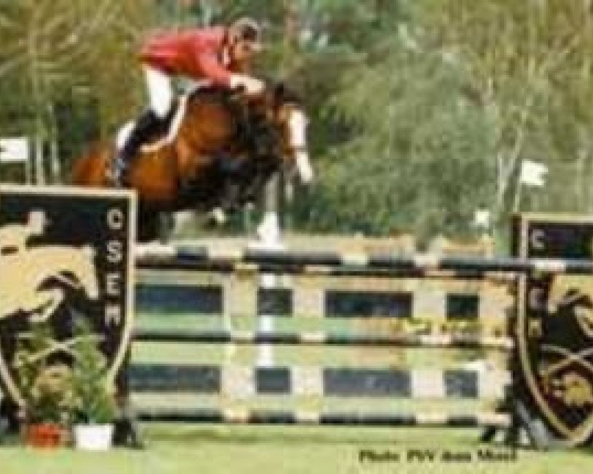 stallion Dino de Dampierre (Selle Français, 1991, from Papillon Rouge)