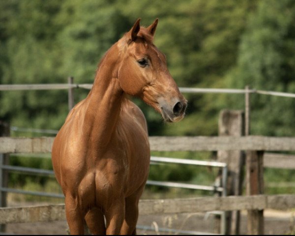 horse Campino (Andalusier, 2009)
