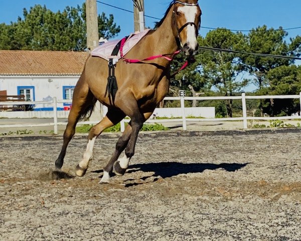 Springpferd Thunder de Moens (Selle Français, 2007, von Galoubet du Marais)