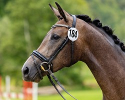 broodmare Nachtglocke (Trakehner, 2020, from Interconti)