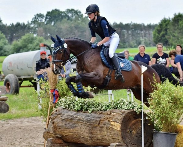 jumper Hippo's Sotchi (Trakehner, 2012, from Olivander 2)