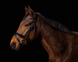dressage horse Pferdinandt xx (Thoroughbred, 2016, from Watar xx)