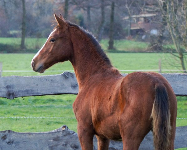 horse Eddie (Hanoverian, 2023, from Emerald van 't Ruytershof)