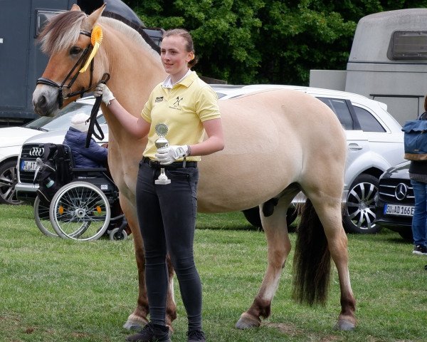 dressage horse Silian (Fjord Horse, 2018)