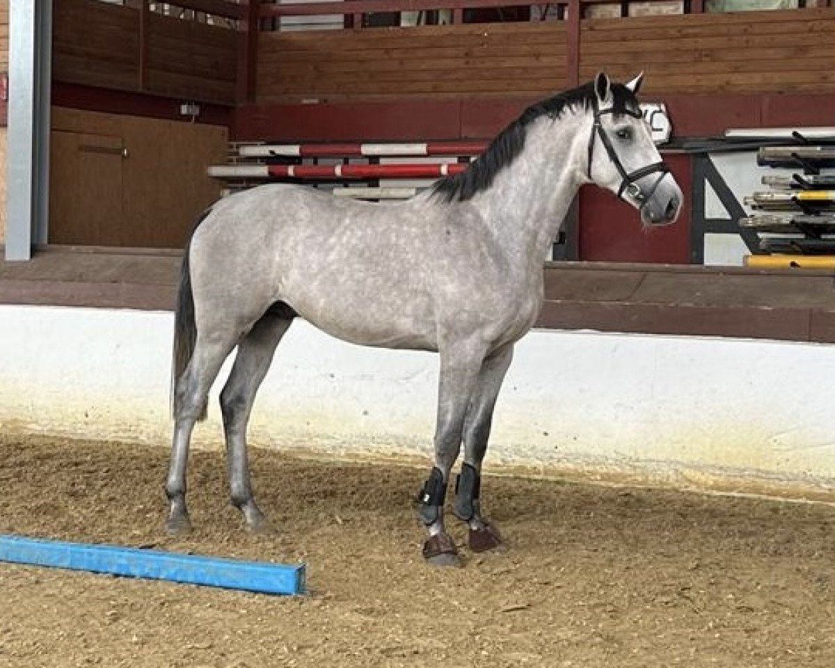 Stallone da monta Chacoonator (Oldenburger Cavallo da salto, 2021, di Chacoon Blue)