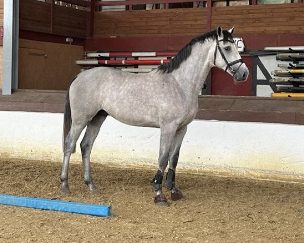 stallion Chacoonator (Oldenburg show jumper, 2021, from Chacoon Blue)
