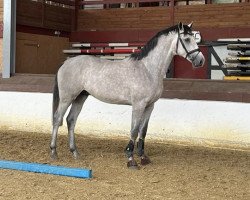 Deckhengst Chacoonator (Oldenburger Springpferd, 2021, von Chacoon Blue)