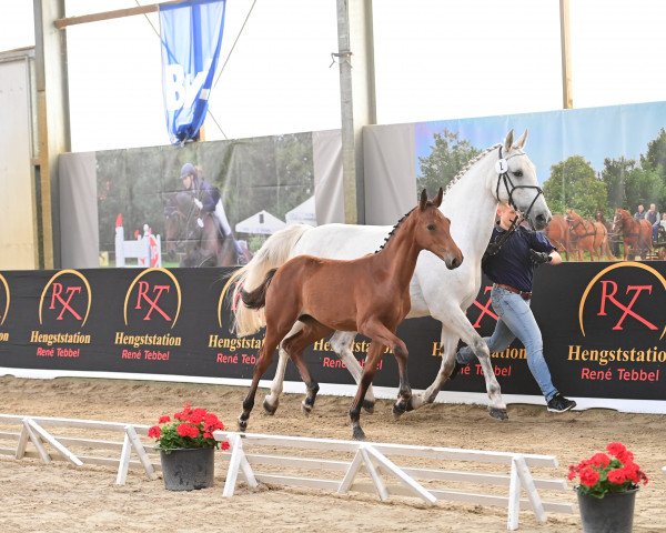 horse Stute von Cornet's Carpaccio RT / Clearway (Westphalian, 2023, from Cornet's Carpaccio RT)