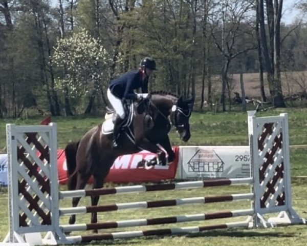 Pferd Fidalgo M (Hannoveraner, 2018, von Flanell)