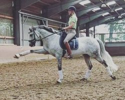 dressage horse Le Blanc AA (Anglo-Arabs, 2010, from Lauries Crusador xx)