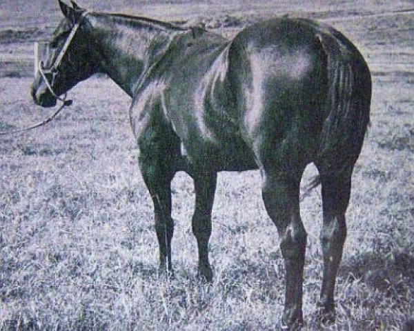stallion King So Big (Quarter Horse, 1956, from King)