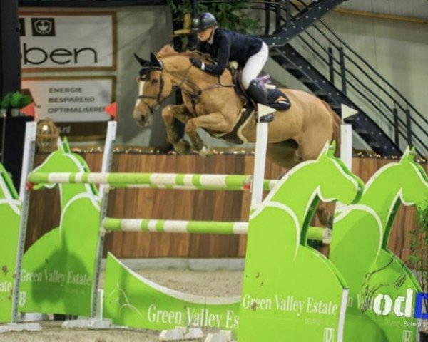 jumper Feoniki Gb (KWPN (Royal Dutch Sporthorse), 2010, from Silverstone)