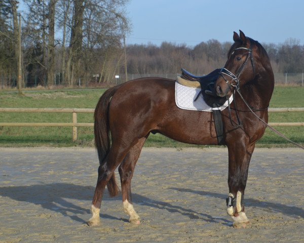 Pferd Vitaly (Hannoveraner, 2020, von Venano)