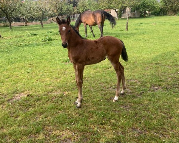 broodmare Only Bee CW (German Sport Horse, 2023, from Obi - Wan)