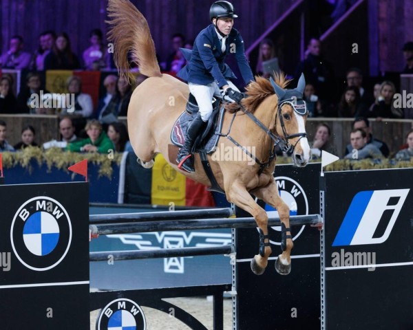 jumper Vestmalle des Cotis (Selle Français, 2009, from Baloubet du Rouet)