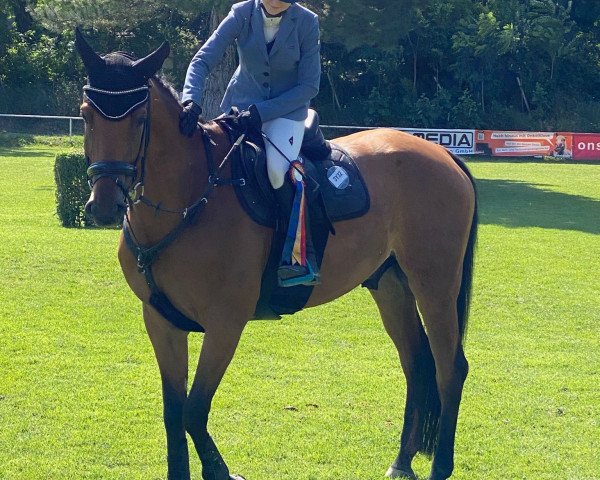 Koń skokowy Reagan KS (Niemiecki Koń Sportowy, 2016, od Aladin)