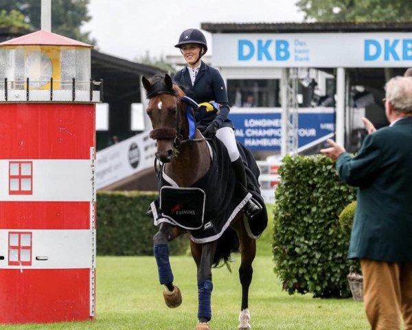 stallion Chris (German Sport Horse, 2015, from Contendro I)