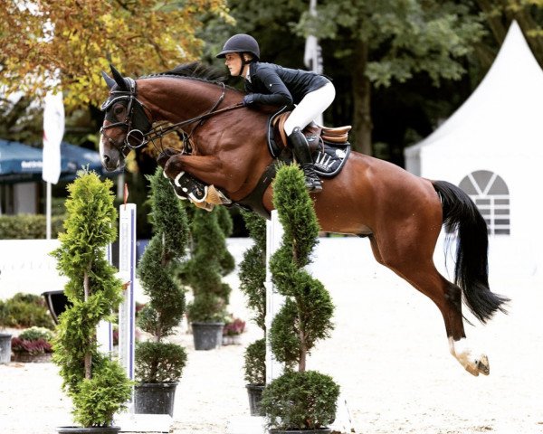 jumper Subbiano (Oldenburg, 2016, from Stakkato Gold)