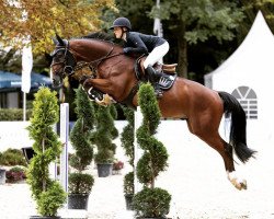 jumper Subbiano (Oldenburg, 2016, from Stakkato Gold)