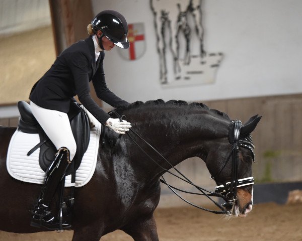 broodmare Showgirl 8 (Oldenburg, 2006, from Salut Le Bon)