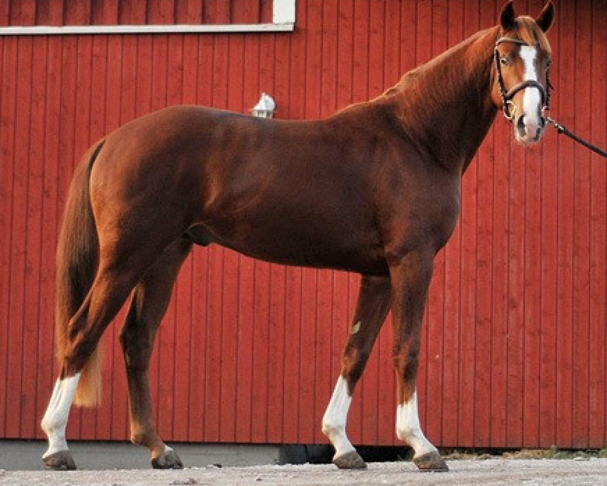 horse London Baron (Hanoverian, 2007, from Londontime)