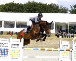 jumper Convant (Oldenburg show jumper, 2016, from Conbassy)