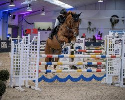 jumper Horatio (KWPN (Royal Dutch Sporthorse), 2012, from Nabab de Rêve)