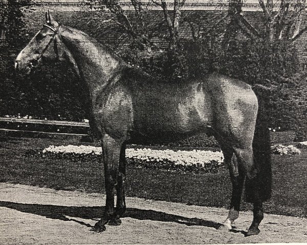 Deckhengst Wilander (Westfale, 1988, von Weinberg)