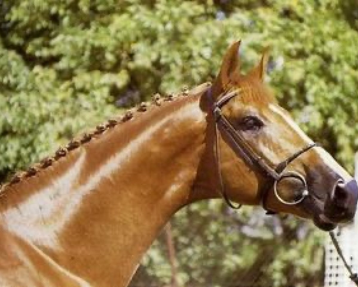 stallion Rush de Saint Anne (Selle Français, 1983, from Emir du Mesnil)